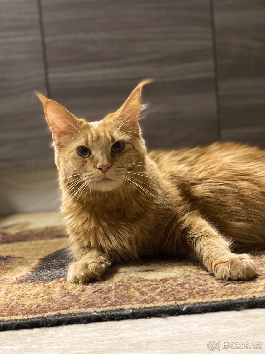 Mainská mývalí - 6