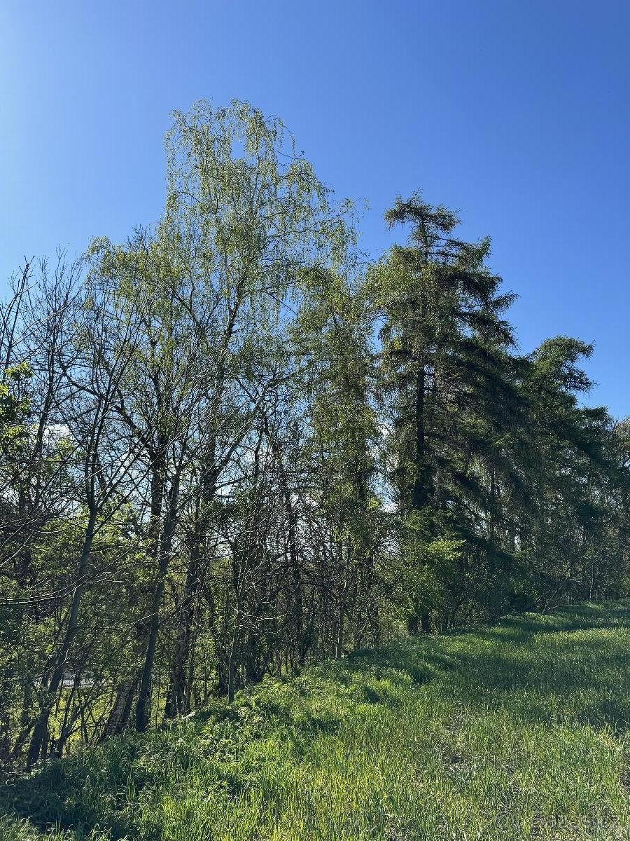 Prodám lesní pozemky v k.ú. Žďárek u Sychrova - 6