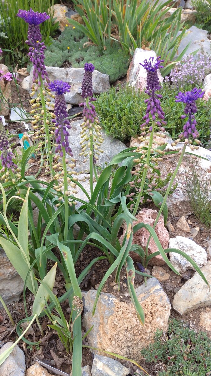 Modřenec chocholatý-Muscari comosum 400 semen 50 Kč - 6