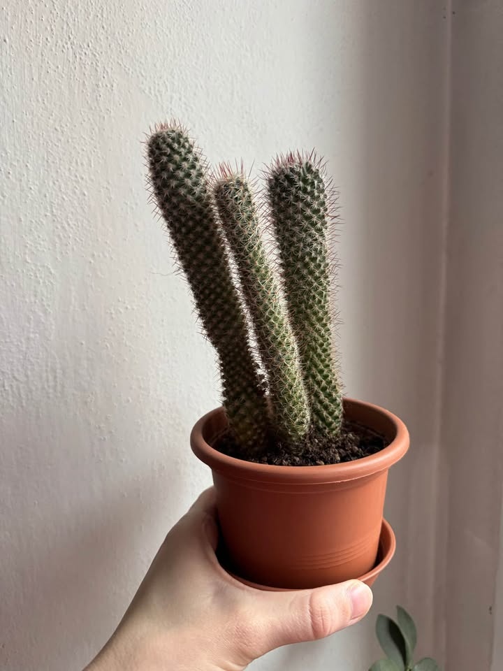 Sada tří kaktusů - 6