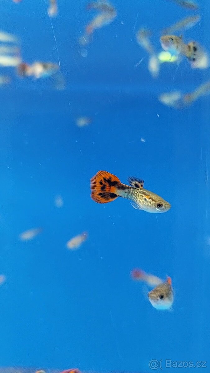 Akvarijní rybičky různé druhy - 6