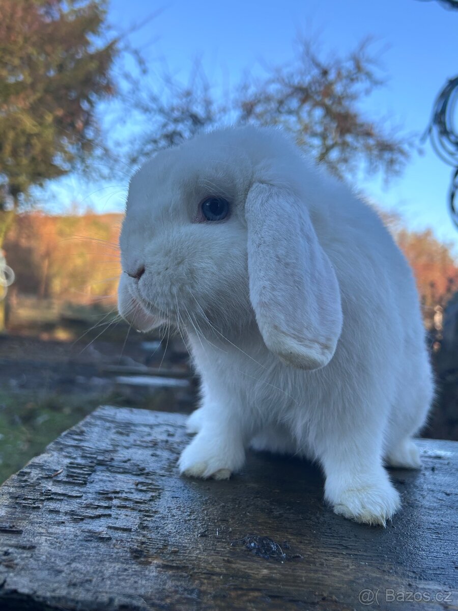 Zakrslý beránek - 6