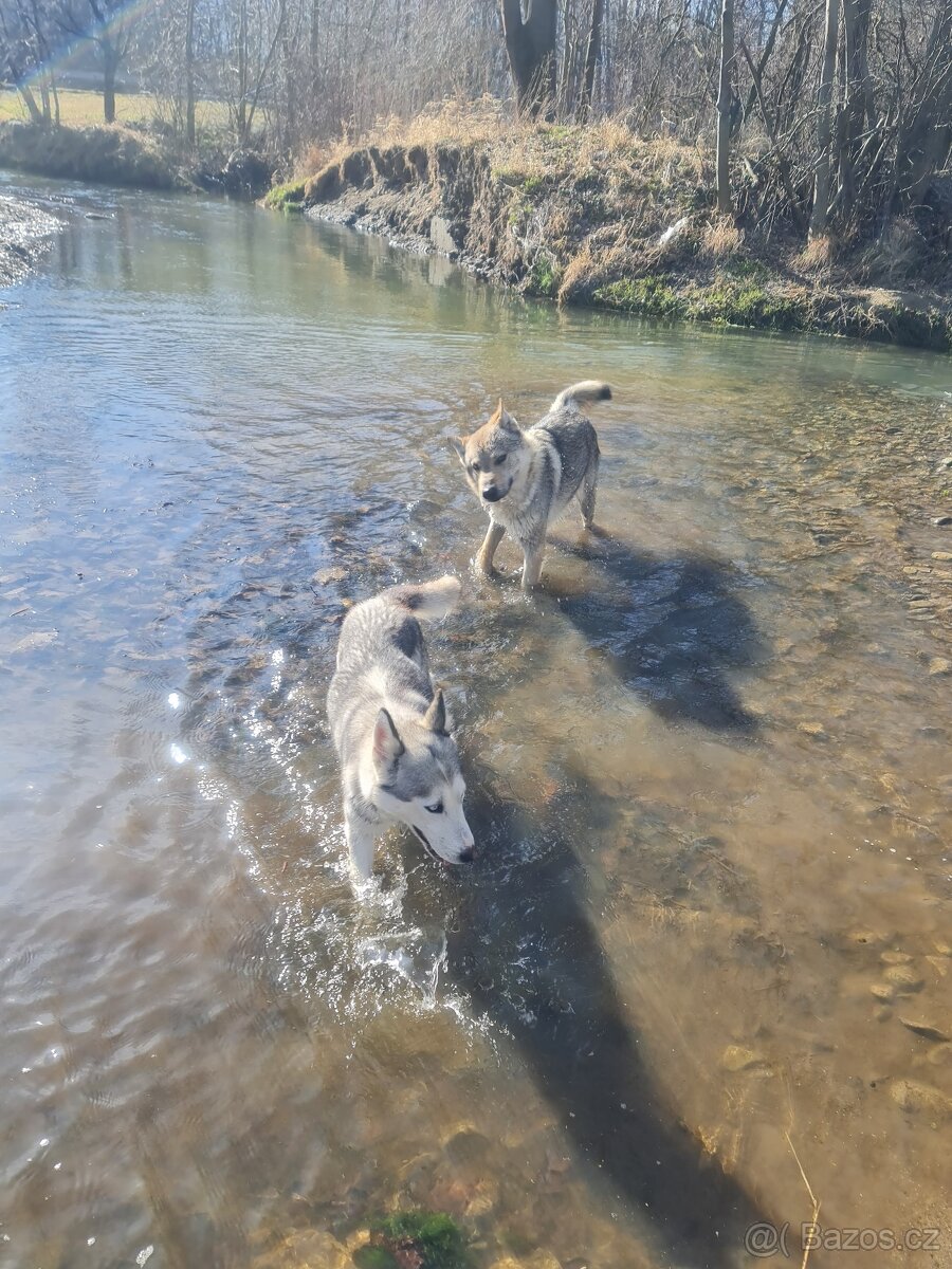 Štěňata československého vlčáka a sibiřského huskyho - 6