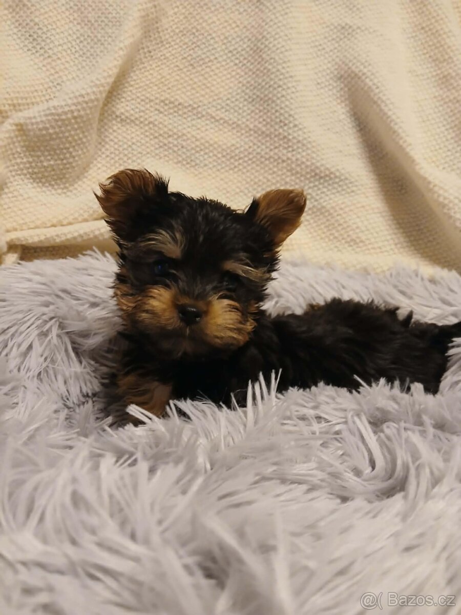 Jorkšírský teriér Merle - 6