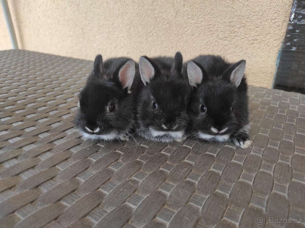 Zakrslý králík bilopesikatý černý - 6