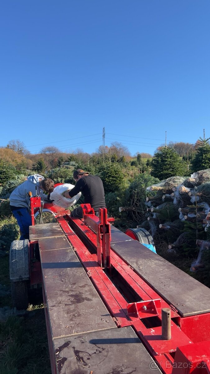 Vánoční stromky z Beskyd (vlastní produkce) - 6