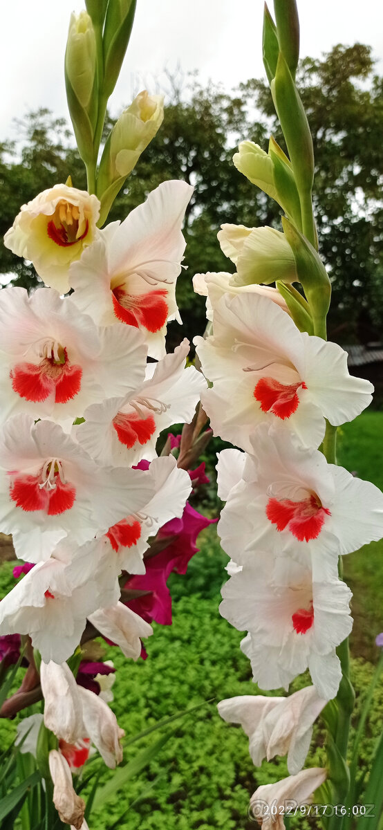 Cibule MEČÍKů - - - viz text a foto - 6