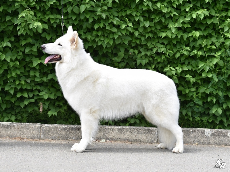 Bílý švýcarský ovčák s PP - 6