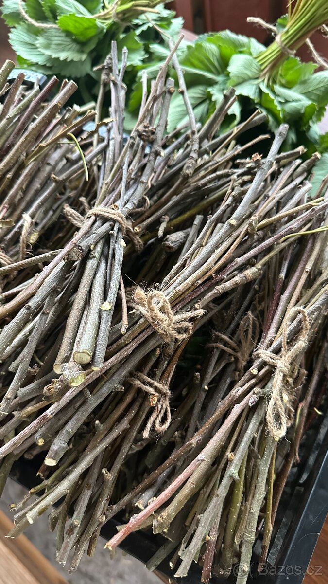 Nastříhané jednoleté větve jabloně - 6