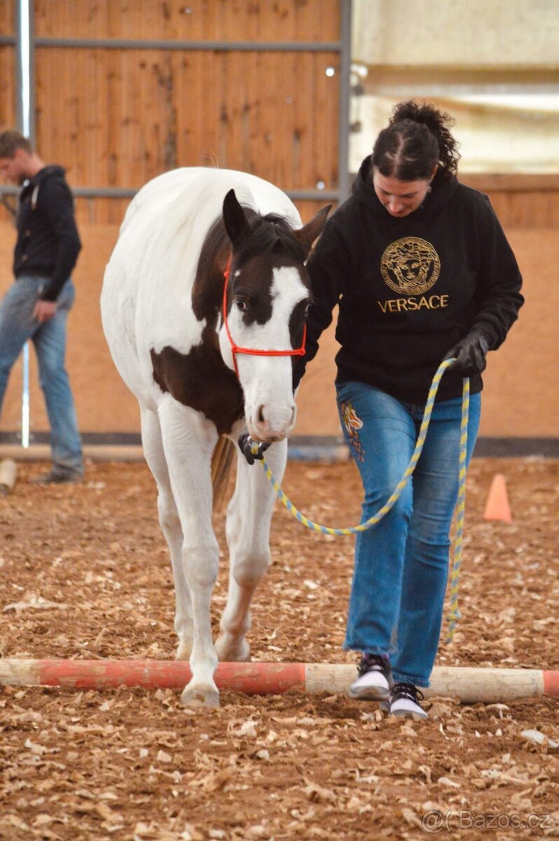 Tříletý Valach American Paint Horse - 6