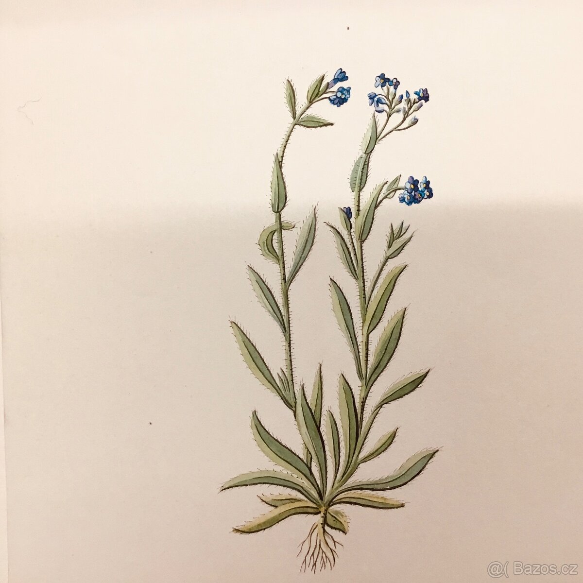 Herbar stare malby - 6