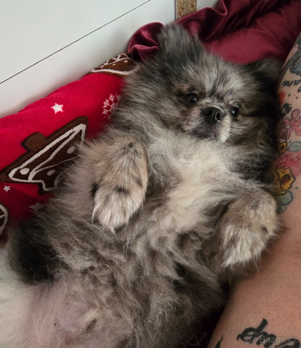 Pomeranian bez PP - 6