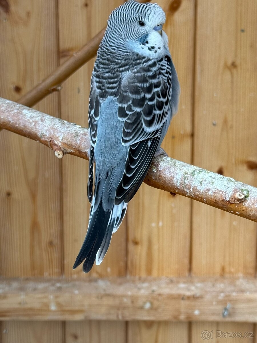 mladé andulky neobvyklé barvy - 6