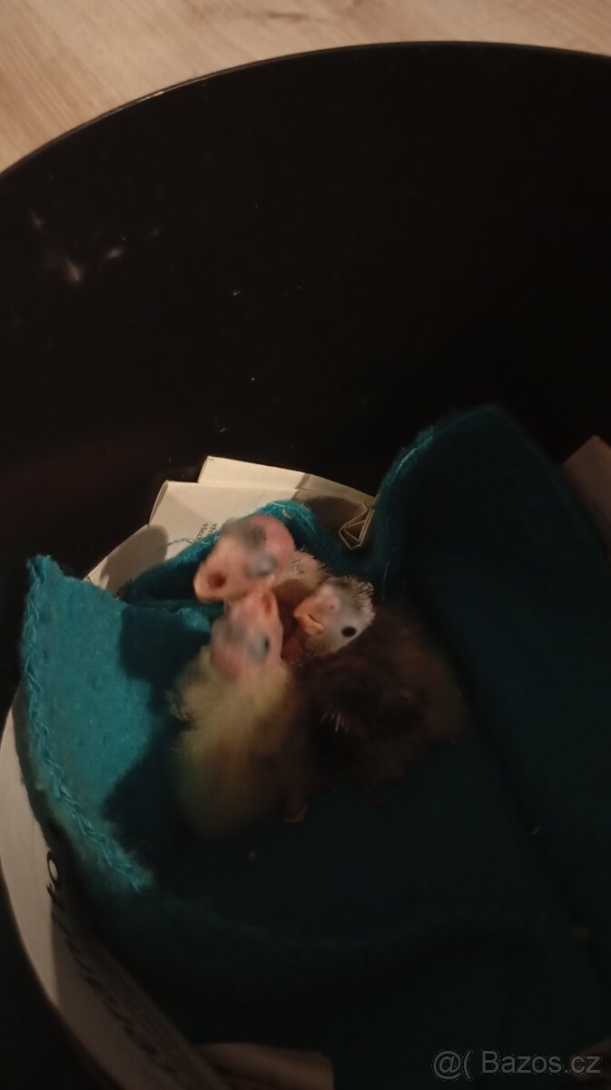 Ručně dokrmená korela - 6