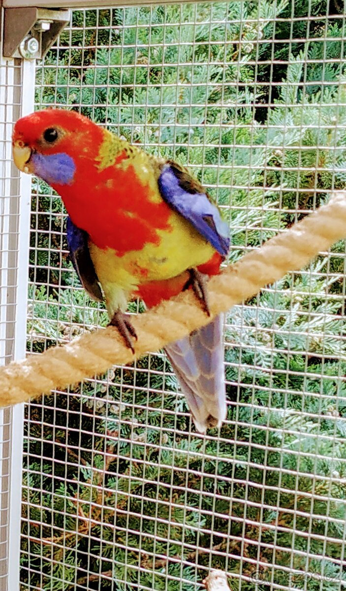 Austrália odcervenie S76 - 6