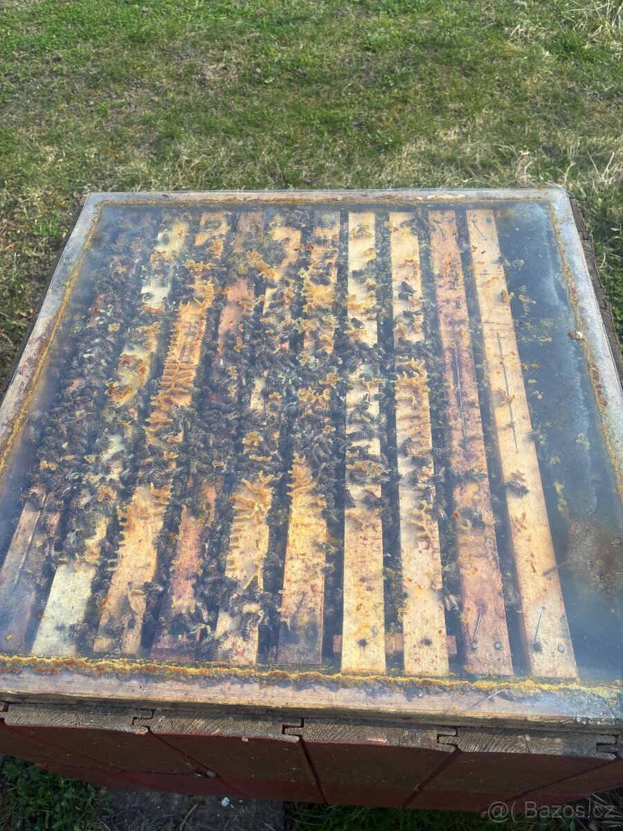 Vyzimovaná včelstva - 6