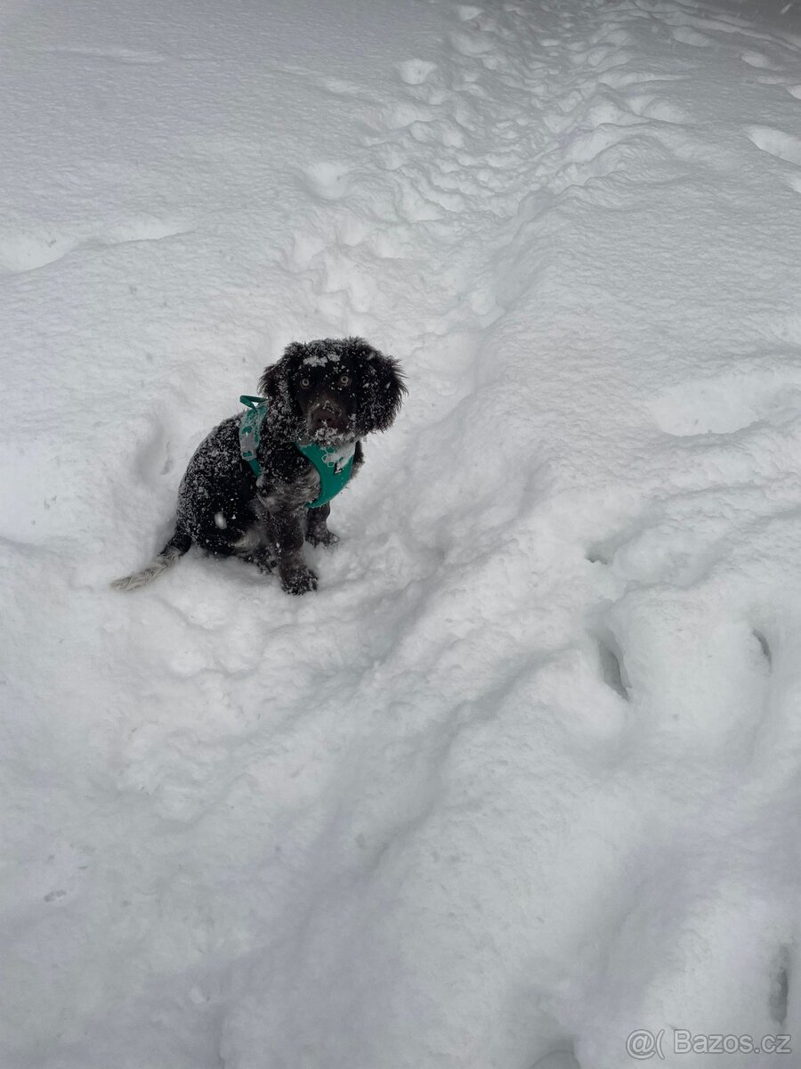 Prodám Německého Křepeláka - 6