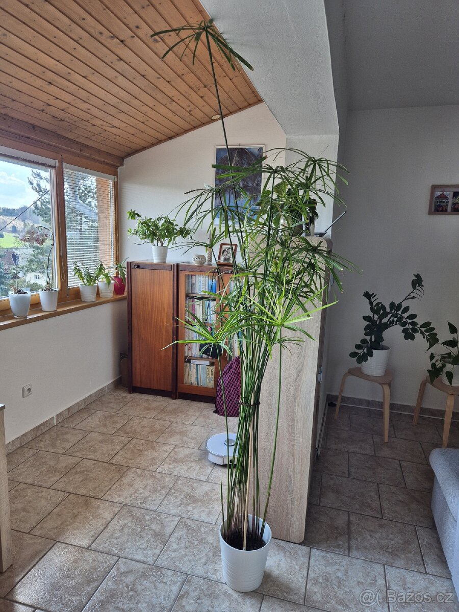 Šáchor papylus - 6