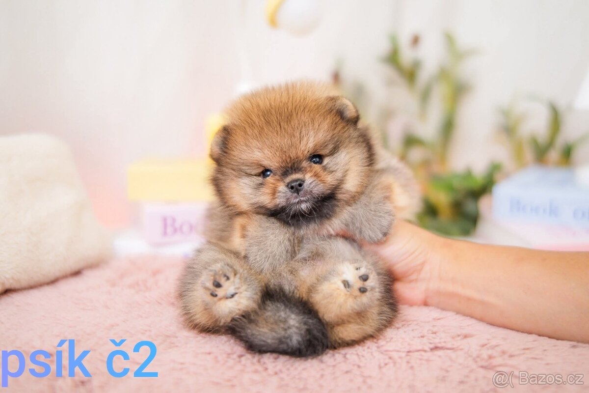 Pomeranian mini - 6