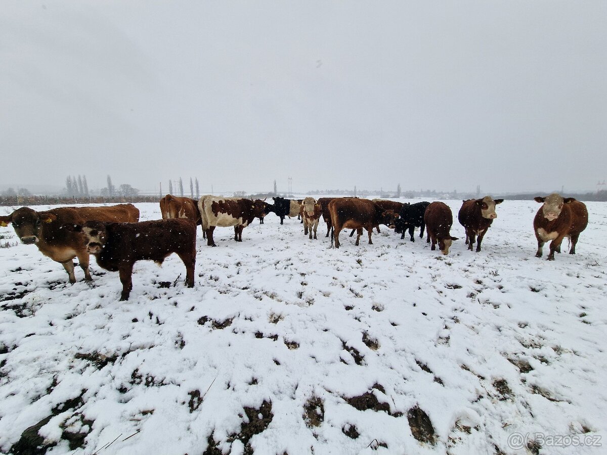 Prodáme březí krávy - 6