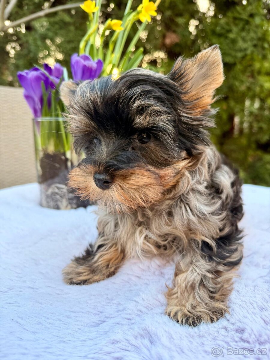 Jorkširský teriér s pp - 6