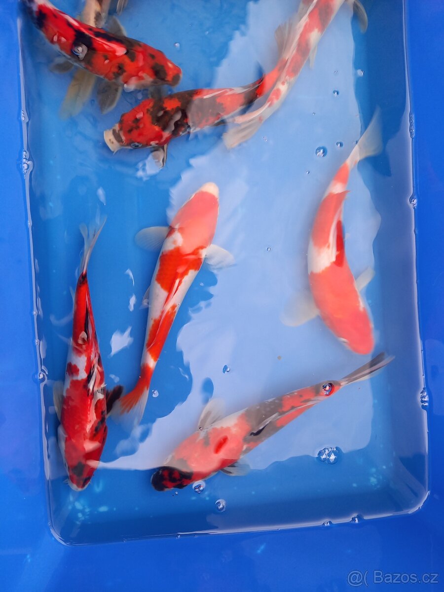 Koi kapr originál - 6