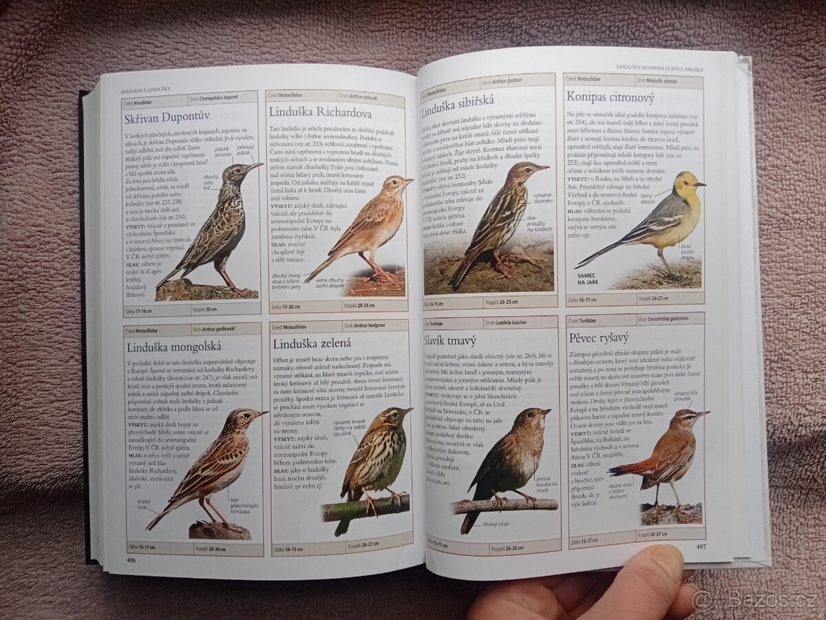 PTÁCI EVROPY-Rob Home - 6