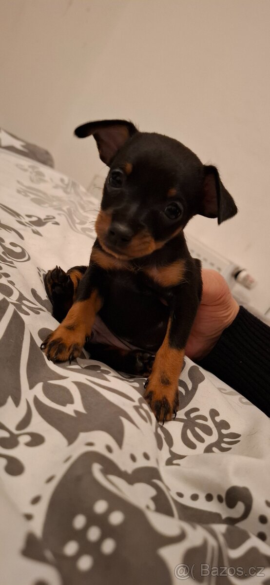 Prodám štěňata pražský krysarik - 6