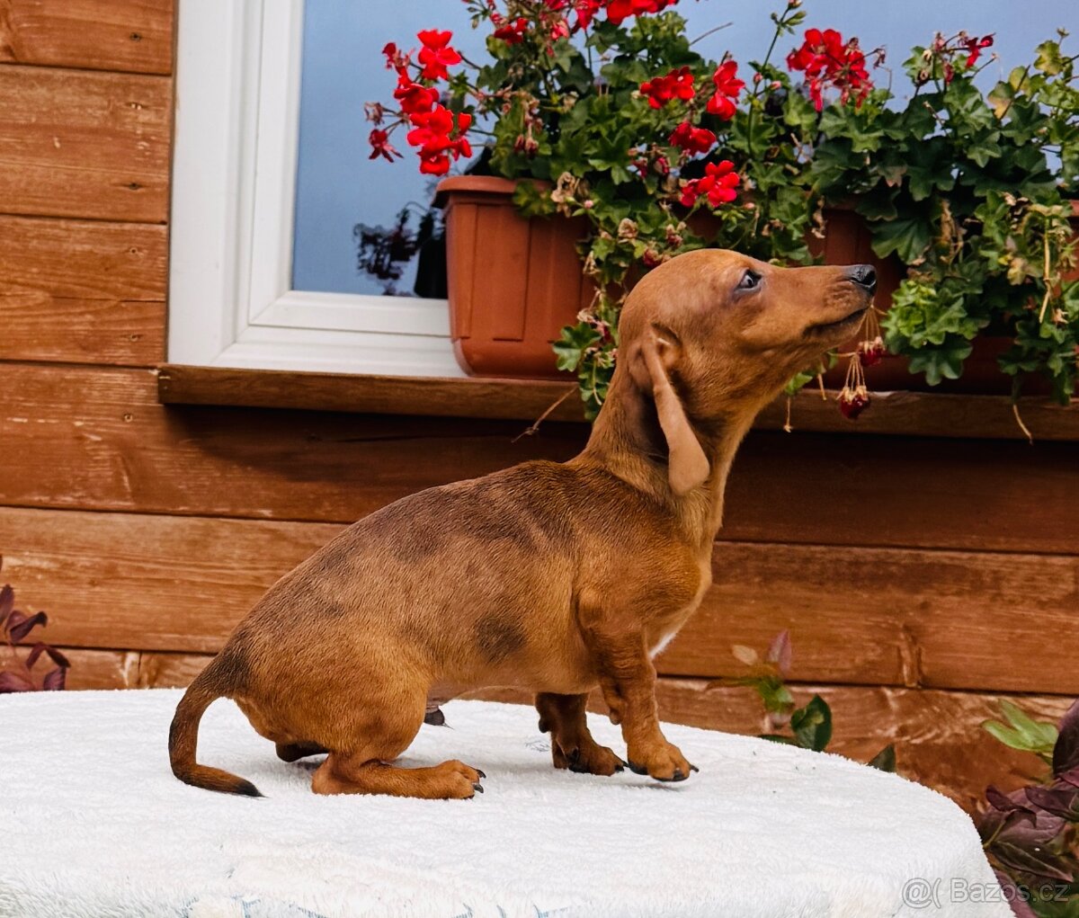 Jezevčík hladkosrstí trpasličí- králičí s pp - 6