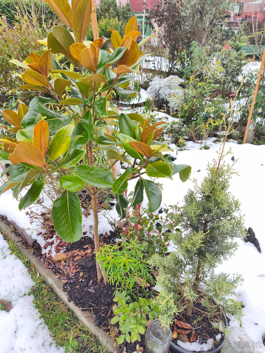 Stále zelené keře a stromy - 6