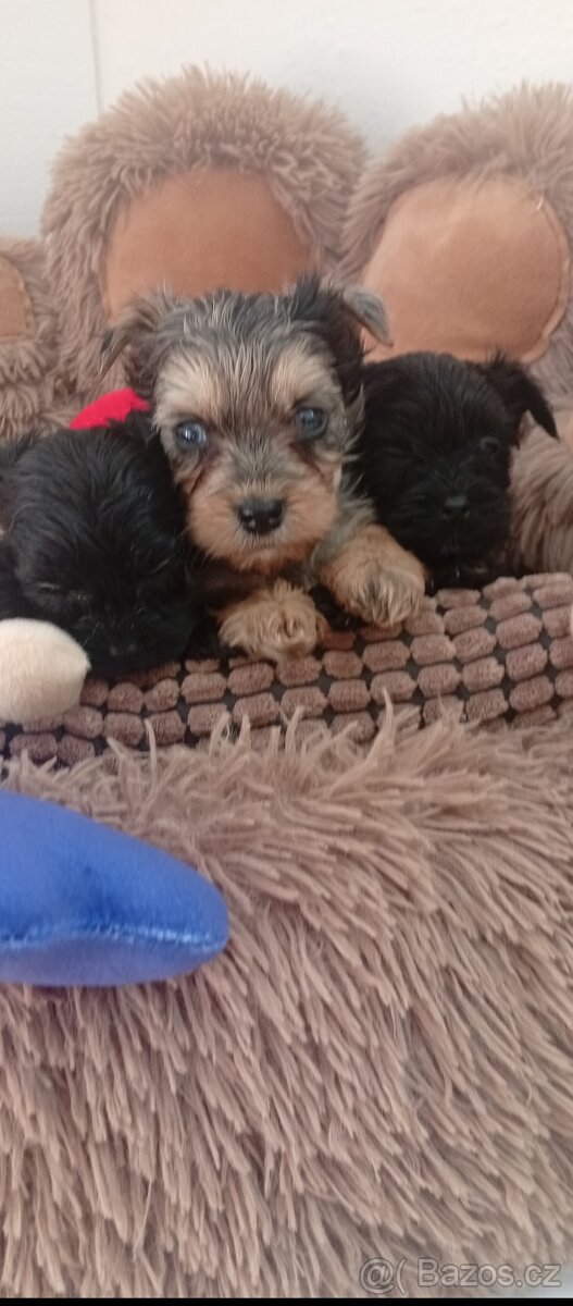 Jorkšírský teriér,Merle, Jorkšír,Biewer - 6