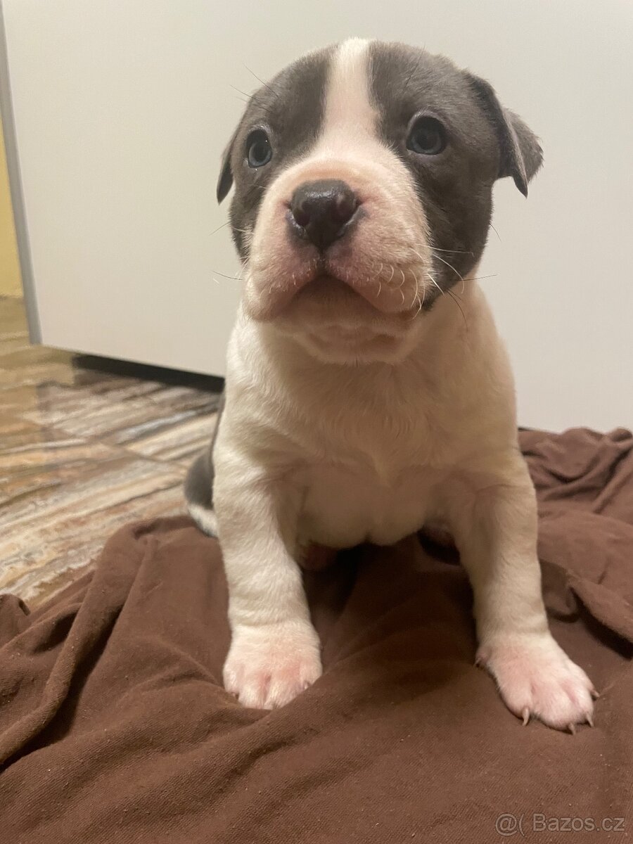 Americký stafordšírsky teriér - 6