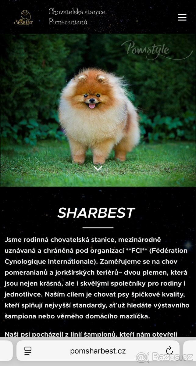 Pomeranian s PP FCI, kluk a holky - 6