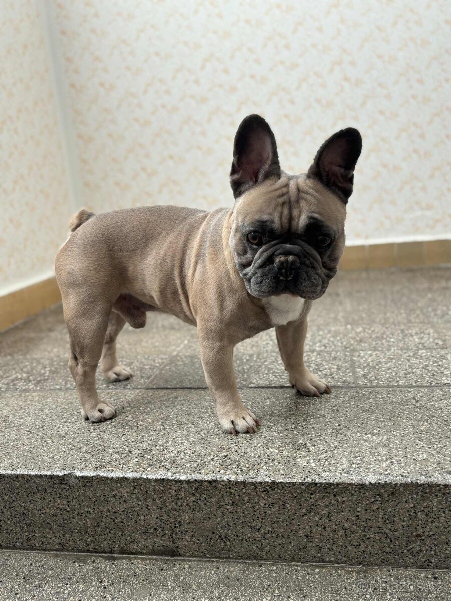 Francouzsky buldoček ke kryti - 6