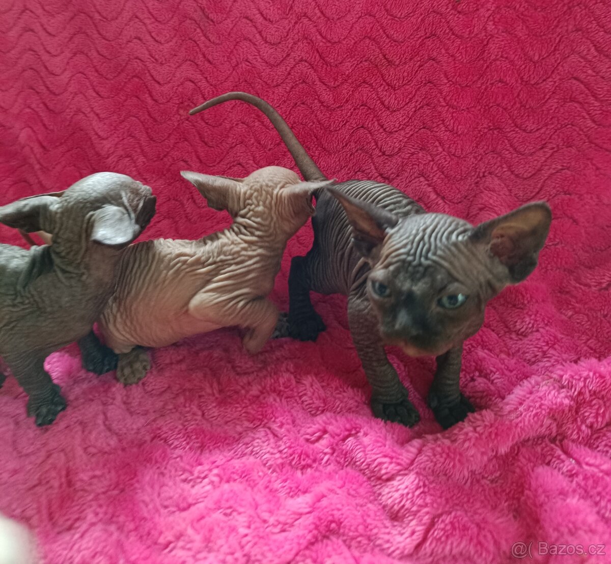 Sphynx bez PP - 6