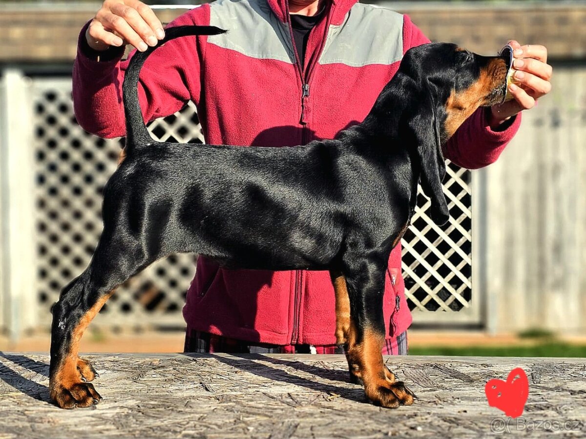 Black and Tan Coonhound - 6
