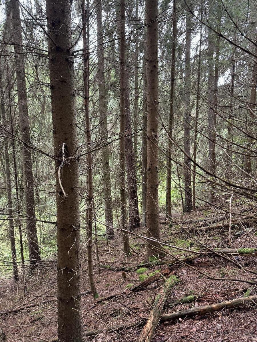 Prodám pozemky v k.ú. Mohuřice, p.č. 440 , 434/1 a 434/3 - 6