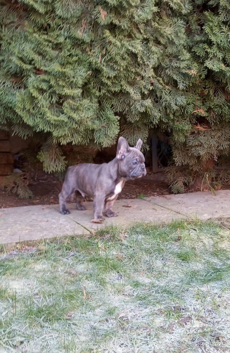 Francouzský buldoček - 6