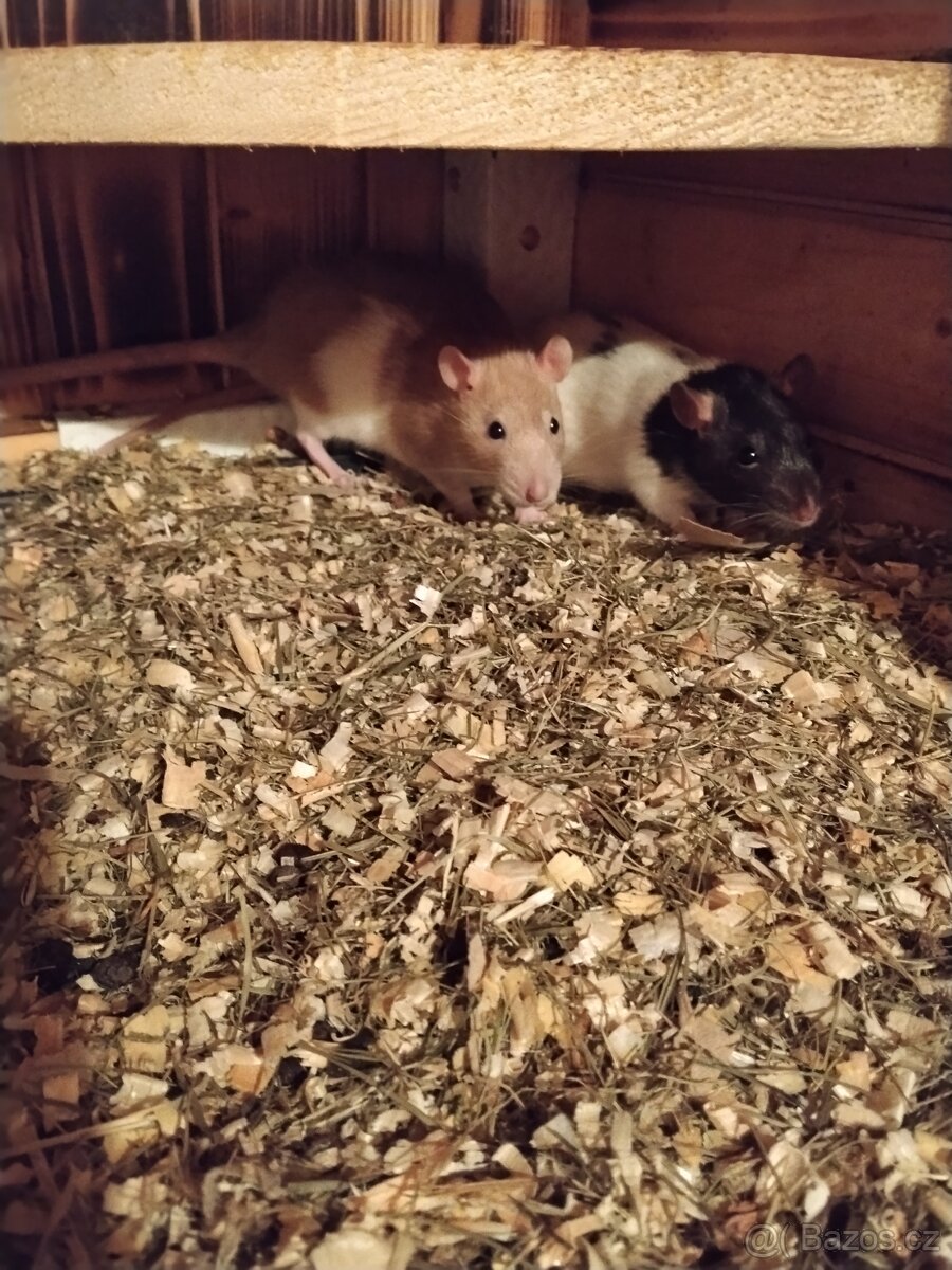 Prodám potkany 🐀🐀 - 6