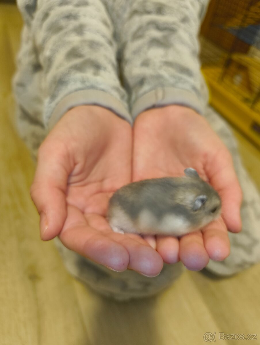 Křeček Džungarský - 6