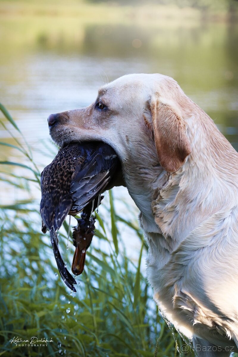 Labrador retriever s PP - Nabídka krytí - 6
