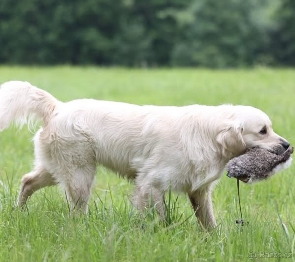 Chovný zlatý retrívr s PP ke krytí - 6