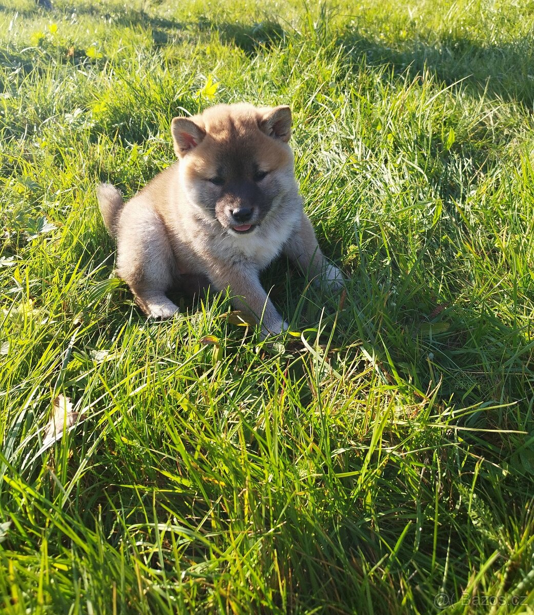 Štěňátka Shiba inu - 6