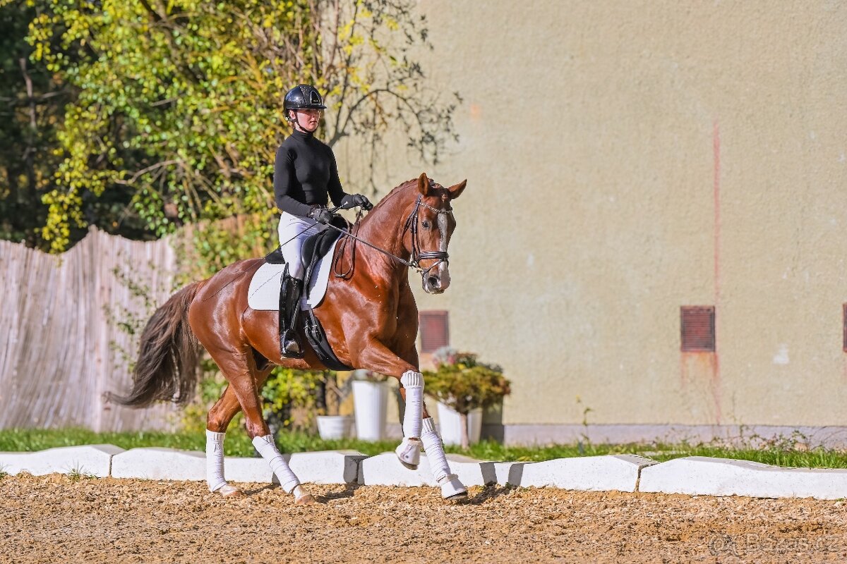 Drezurní westfálský valach - 6