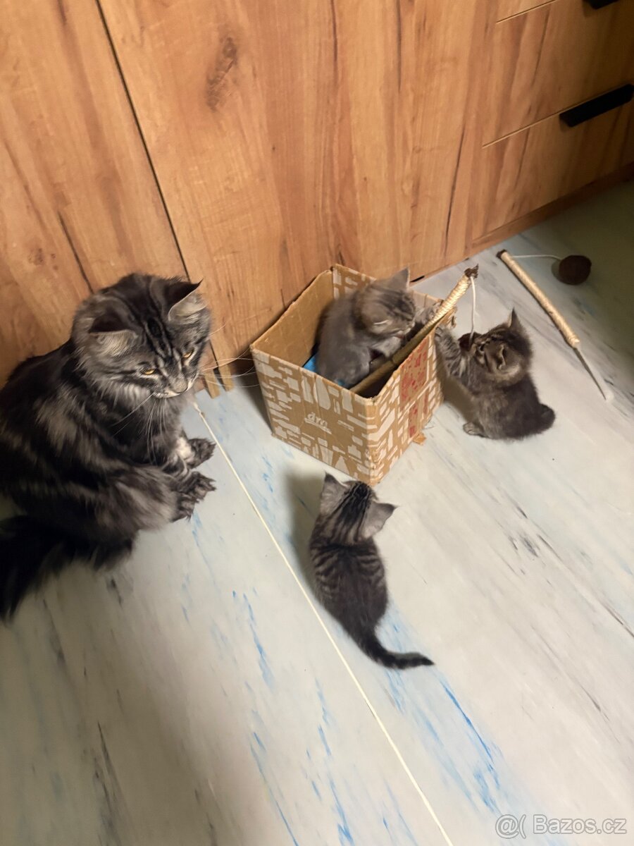 Prodám koťata - 6