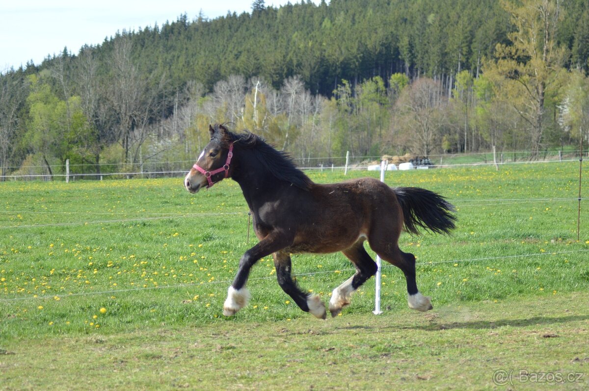 Welsh cob - kobylka - 6
