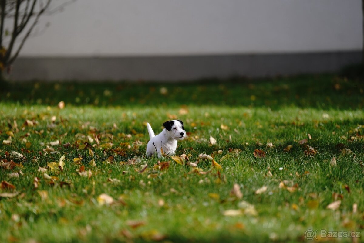 Štěňátko - pejsek Jack Russell Teriéra s PP - 6