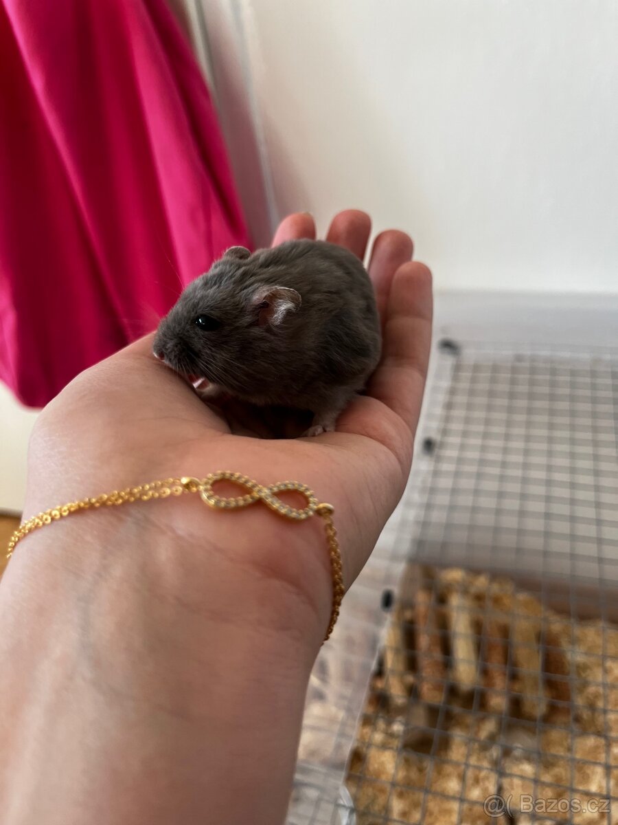 Křeček džungarský - 6