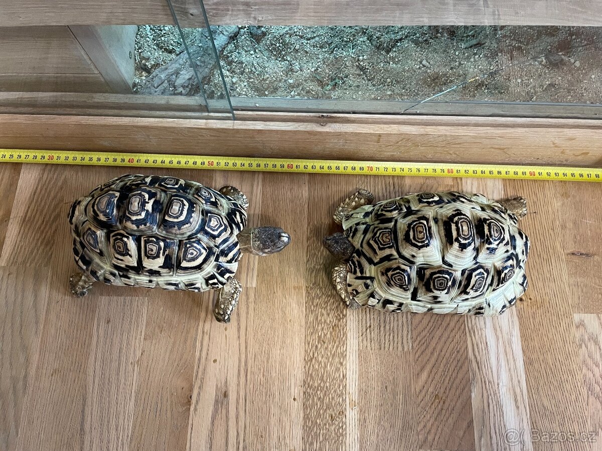 Želvy pardálí. - 6