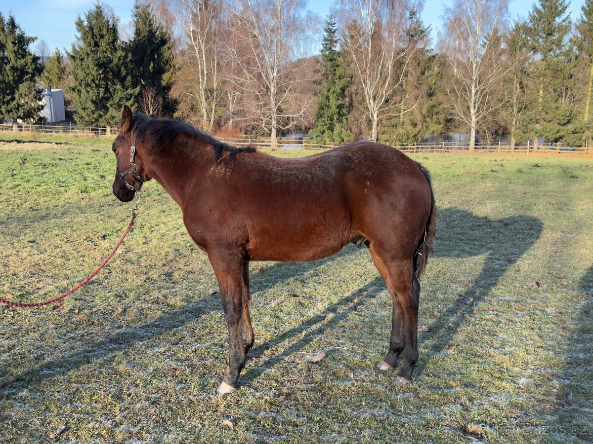 AQH hřebeček JoJo - 6